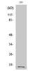 Integrin Subunit Alpha 5 antibody, STJ90088, St John