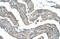 G Protein-Coupled Receptor 161 antibody, NBP1-60114, Novus Biologicals, Immunohistochemistry paraffin image 