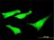 SYNE2 antibody, H00023224-M01, Novus Biologicals, Immunocytochemistry image 
