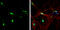 Neurogranin antibody, GTX134048, GeneTex, Immunofluorescence image 