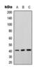 Septin 3 antibody, orb393194, Biorbyt, Western Blot image 