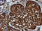 Proteasome Subunit Beta 9 antibody, LS-C173796, Lifespan Biosciences, Immunohistochemistry frozen image 