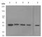 Acyl-CoA Dehydrogenase Medium Chain antibody, ab92461, Abcam, Western Blot image 
