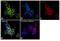 BCR Activator Of RhoGEF And GTPase antibody, MA1-153, Invitrogen Antibodies, Immunofluorescence image 