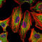 STAT3 antibody, LS-C812781, Lifespan Biosciences, Immunofluorescence image 
