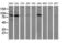 Mitogen-activated protein kinase 12 antibody, LS-C172495, Lifespan Biosciences, Western Blot image 