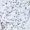 Nas7 antibody, 14-453, ProSci, Immunohistochemistry paraffin image 