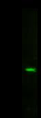 Latexin antibody, 10211-R101, Sino Biological, Western Blot image 