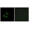 ADP Ribosylation Factor Interacting Protein 1 antibody, A09689, Boster Biological Technology, Immunofluorescence image 