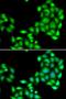 Opioid Growth Factor Receptor antibody, orb373532, Biorbyt, Immunofluorescence image 