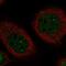 Tandem C2 Domains, Nuclear antibody, PA5-55651, Invitrogen Antibodies, Immunofluorescence image 