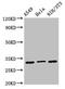 Ribosomal Protein S2 antibody, CSB-PA020393LA01HU, Cusabio, Western Blot image 