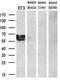 GATA Binding Protein 6 antibody, M00778-1, Boster Biological Technology, Western Blot image 