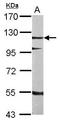 SRSF Protein Kinase 2 antibody, GTX107774, GeneTex, Western Blot image 