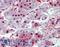 Ring Finger Protein 8 antibody, LS-B15238, Lifespan Biosciences, Immunohistochemistry paraffin image 