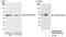 Eukaryotic Translation Initiation Factor 2 Subunit Beta antibody, NB100-93284, Novus Biologicals, Western Blot image 