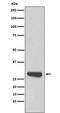 Calpain Small Subunit 1 antibody, M04111, Boster Biological Technology, Western Blot image 