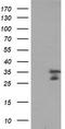 Myeloid Leukemia Factor 2 antibody, TA504838, Origene, Western Blot image 