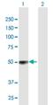 Terminal uridylyltransferase 7 antibody, H00079670-B01P, Novus Biologicals, Western Blot image 