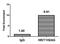 Histone Cluster 1 H2A Family Member M antibody, orb516386, Biorbyt, Chromatin Immunoprecipitation image 