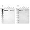 Pitrilysin Metallopeptidase 1 antibody, NBP1-81728, Novus Biologicals, Western Blot image 