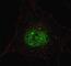 Pancreatic And Duodenal Homeobox 1 antibody, F48610-0.4ML, NSJ Bioreagents, Immunofluorescence image 