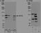 Ubiquitin Specific Peptidase 35 antibody, NBP1-28733, Novus Biologicals, Immunoprecipitation image 