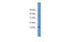 Presenilin Enhancer, Gamma-Secretase Subunit antibody, MBS536449, MyBioSource, Western Blot image 