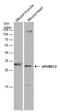 Apolipoprotein B MRNA Editing Enzyme Catalytic Subunit 2 antibody, PA5-78370, Invitrogen Antibodies, Western Blot image 