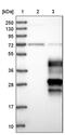 HTMP10 antibody, PA5-53154, Invitrogen Antibodies, Western Blot image 