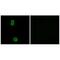 KIAA0100 antibody, A12085, Boster Biological Technology, Immunofluorescence image 