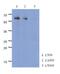 PARP2 antibody, GTX53758, GeneTex, Western Blot image 