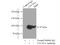 Unc-45 Myosin Chaperone A antibody, 19564-1-AP, Proteintech Group, Immunoprecipitation image 