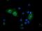 G1 to S phase transition protein 2 homolog antibody, NBP2-00873, Novus Biologicals, Immunofluorescence image 