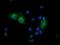 G1 To S Phase Transition 2 antibody, NBP2-00873, Novus Biologicals, Immunofluorescence image 