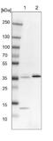 Sulfatase Modifying Factor 1 antibody, NBP1-83905, Novus Biologicals, Western Blot image 