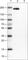 CD45 antibody, AMAb90519, Atlas Antibodies, Western Blot image 
