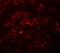 Transmembrane Protein 192 antibody, NBP2-82029, Novus Biologicals, Immunofluorescence image 