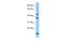 Legumain antibody, PA5-45866, Invitrogen Antibodies, Western Blot image 