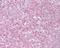 Telomeric Repeat Binding Factor 2 antibody, TA336448, Origene, Immunohistochemistry frozen image 