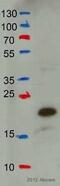 Insulin Like Growth Factor 2 antibody, ab9574, Abcam, Western Blot image 