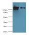 Cell Division Cycle And Apoptosis Regulator 1 antibody, LS-C378112, Lifespan Biosciences, Western Blot image 