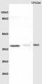 NADH:Ubiquinone Oxidoreductase Subunit A1 antibody, orb6128, Biorbyt, Western Blot image 