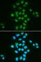 BMI1 Proto-Oncogene, Polycomb Ring Finger antibody, orb129539, Biorbyt, Immunocytochemistry image 