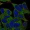 Transmembrane Protein 145 antibody, NBP2-57030, Novus Biologicals, Immunofluorescence image 