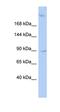 Oxysterol Binding Protein Like 3 antibody, orb330435, Biorbyt, Western Blot image 