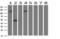 Fibroblast Growth Factor Receptor 2 antibody, LS-C785930, Lifespan Biosciences, Western Blot image 