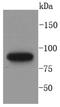MutL Homolog 1 antibody, NBP2-67381, Novus Biologicals, Western Blot image 