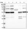 Pyruvate Dehydrogenase Complex Component X antibody, HPA038484, Atlas Antibodies, Western Blot image 