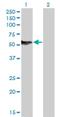 Nuclear Factor I B antibody, H00004781-M08, Novus Biologicals, Western Blot image 